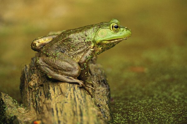 Der Frosch kam aus dem Sumpf, sitzt auf einem Hanfschlamm