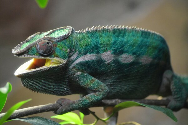 Hamilion vert sur fond de nature sauvage