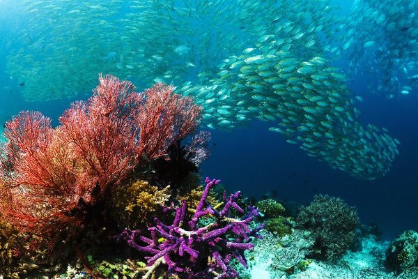 Flocks of marine fish under water