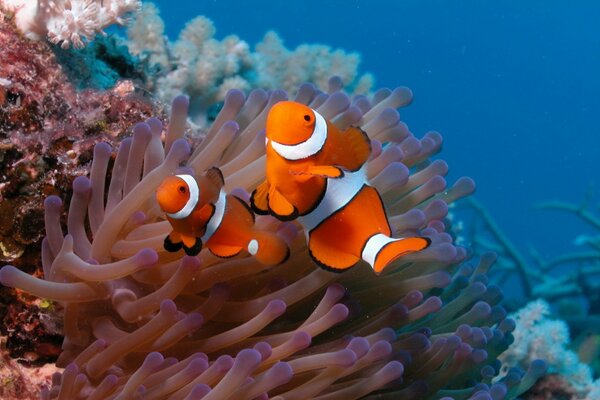 Dos peces payaso nadan en los corales