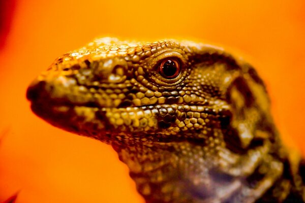 Reptil auf hellem orangefarbenem Hintergrund mit leuchtendem Auge