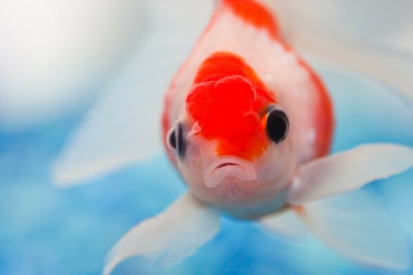 Red fish close-up