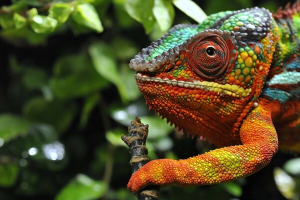 Chamilion colorato sullo sfondo della fauna selvatica