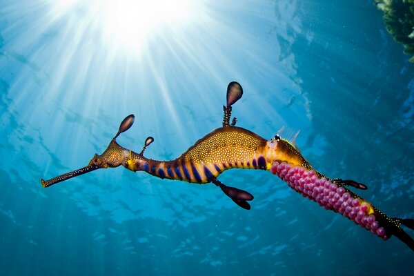 Marine animals under the rays of the sun