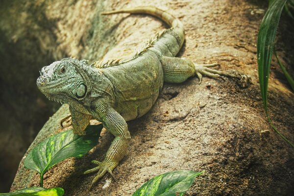 Iguana verde arrastrándose por un enorme árbol