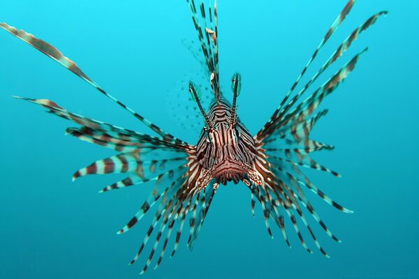 Primo piano completo di pesce pagliaccio