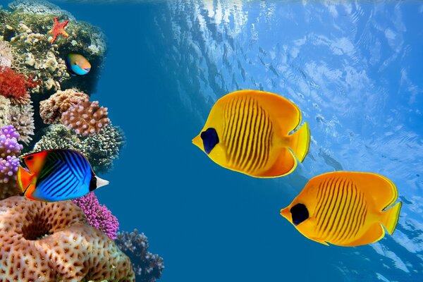 Two yellow and one blue fish in the sea next to the corals