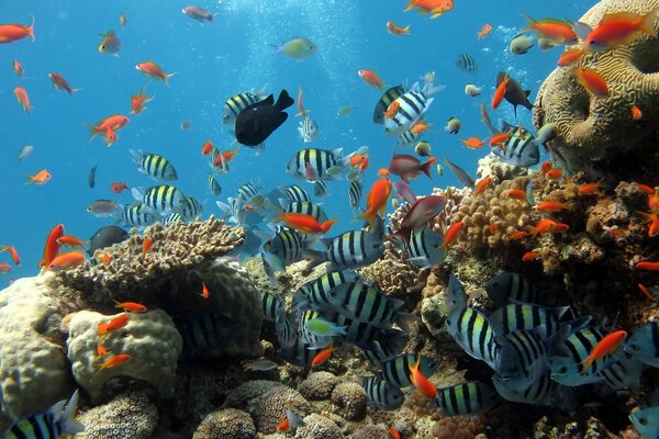 Marine animals. Fish in corals