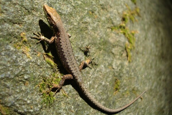 Lizard in pursuit of prey