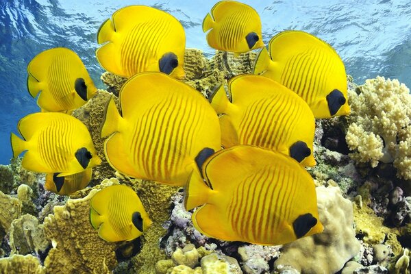 Un banco de peces amarillos sobre el arrecife