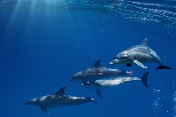 Four dolphins swim in the clear blue sea