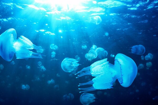 Le meduse nuotano nell acqua blu