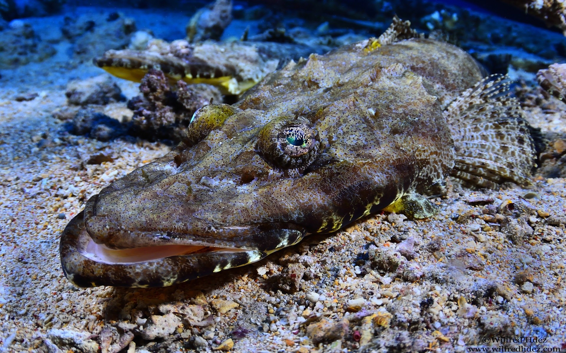 amphibians nature fish underwater sea ocean wildlife water animal tropical marine aquatic reef environment coral invertebrate