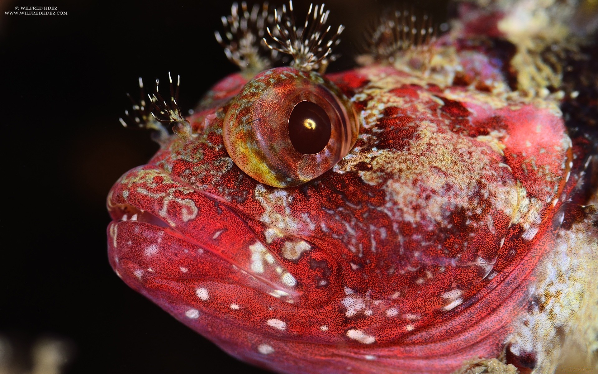 animais marinhos área de trabalho natureza invertebrados cor comida