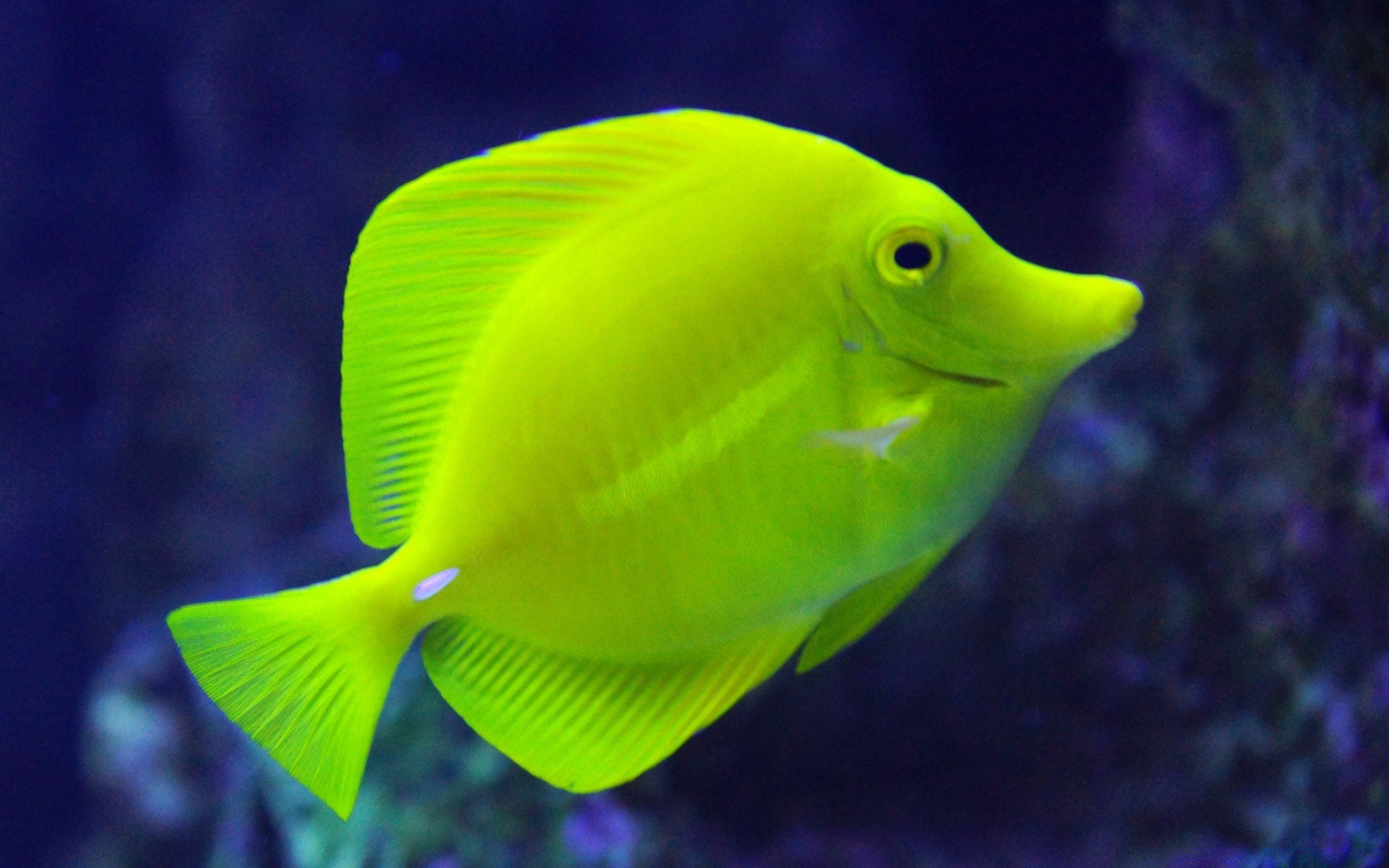 animales marinos bajo el agua peces agua tropical naturaleza océano mar acuario coral uno