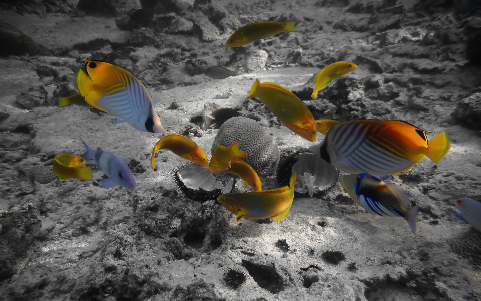 animales marinos océano agua bajo el agua peces mar natación luz del día solo al aire libre vida silvestre tropical naturaleza