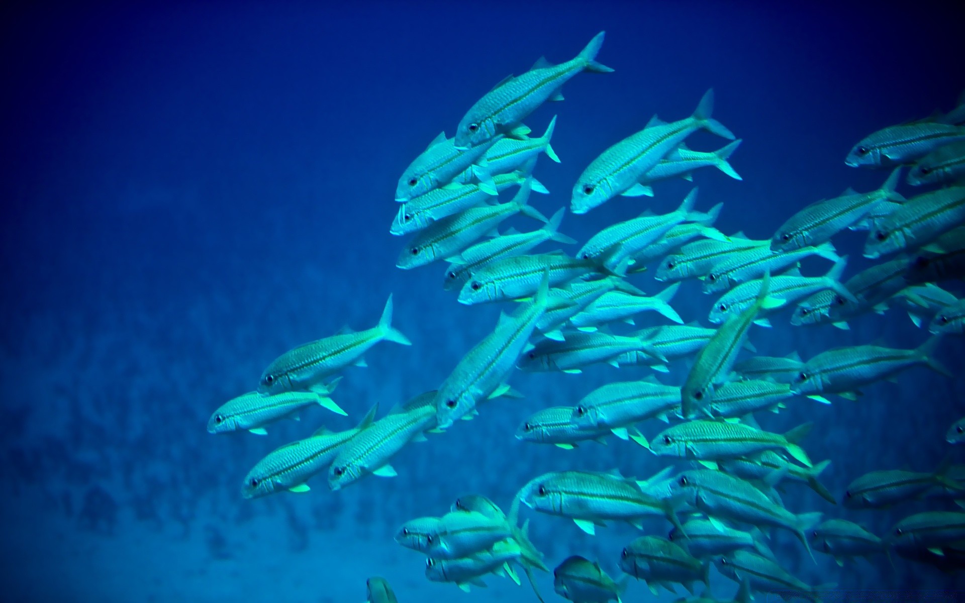 zwierzęta morskie podwodny ryby ocean morze tropikalny woda rafa natura pływanie dzika przyroda koralowy