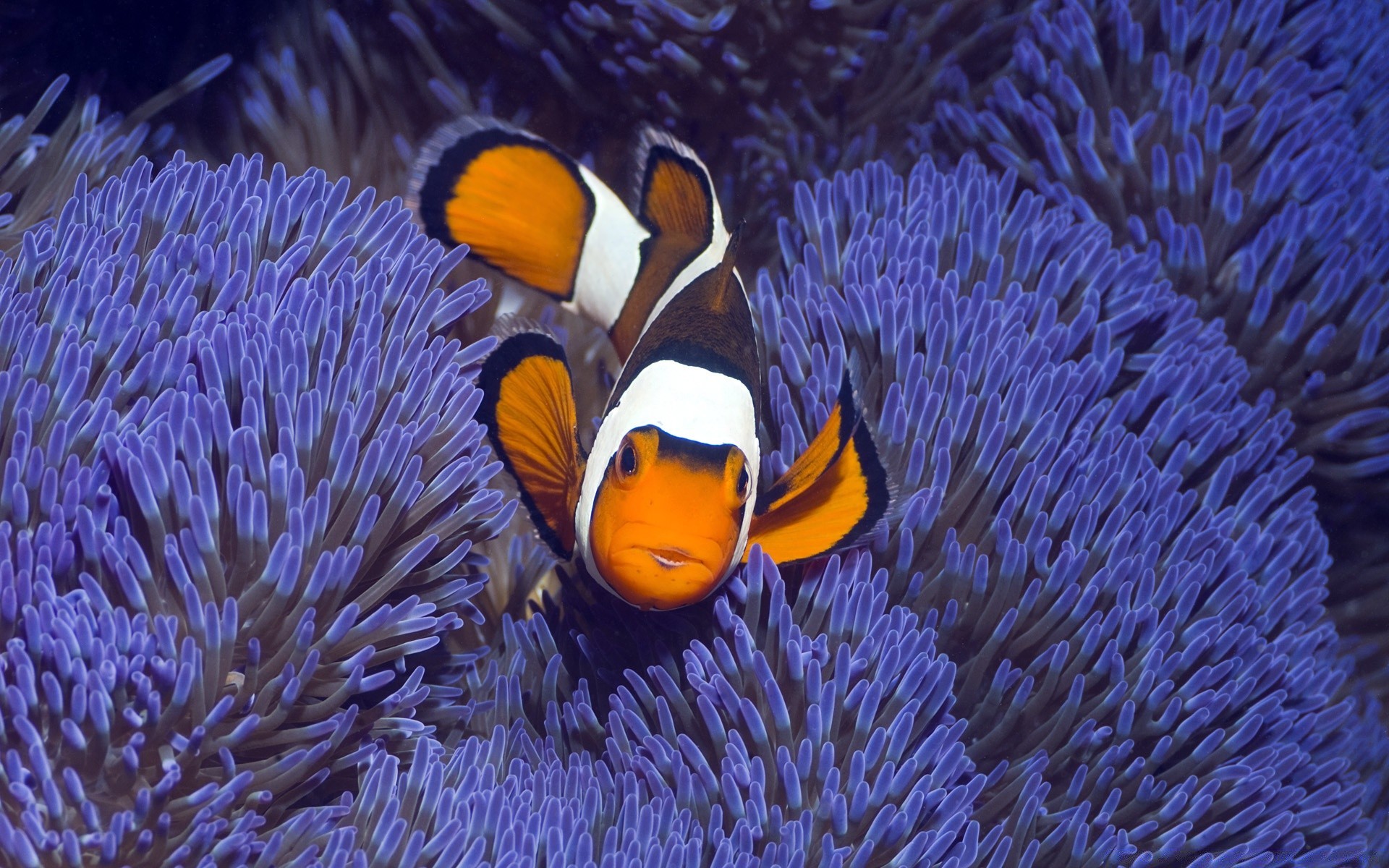 animales marinos bajo el agua invertebrados peces coral agua arrecife océano anémona acuario mar buceo vida silvestre profundo natación naturaleza tropical marino solo acuático