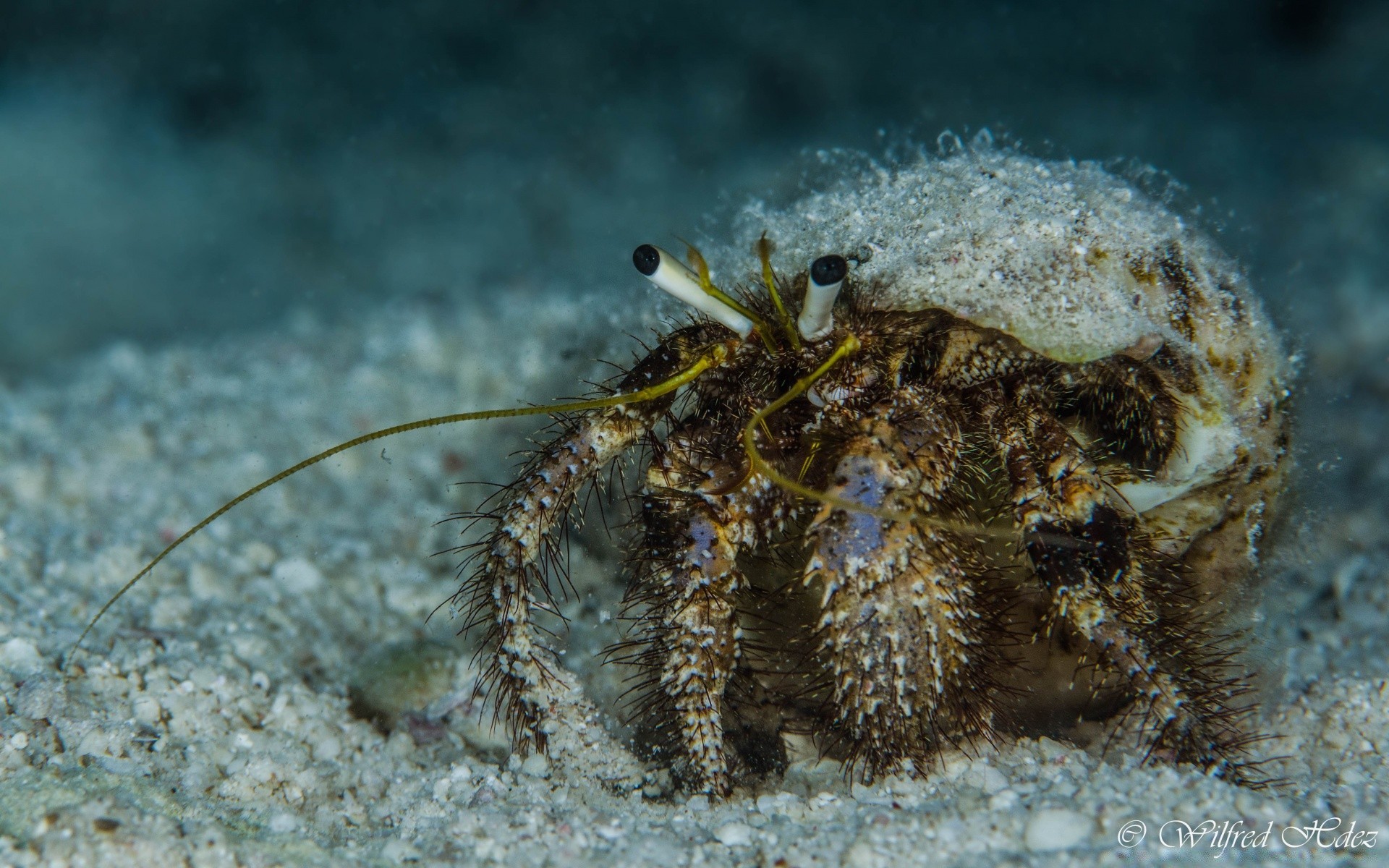 meerestiere unterwasser fische wirbellose meer marine korallen ozean tropisch tierwelt riff muscheln tier wasser natur tauchen wasser salzwasser krebse u-boot