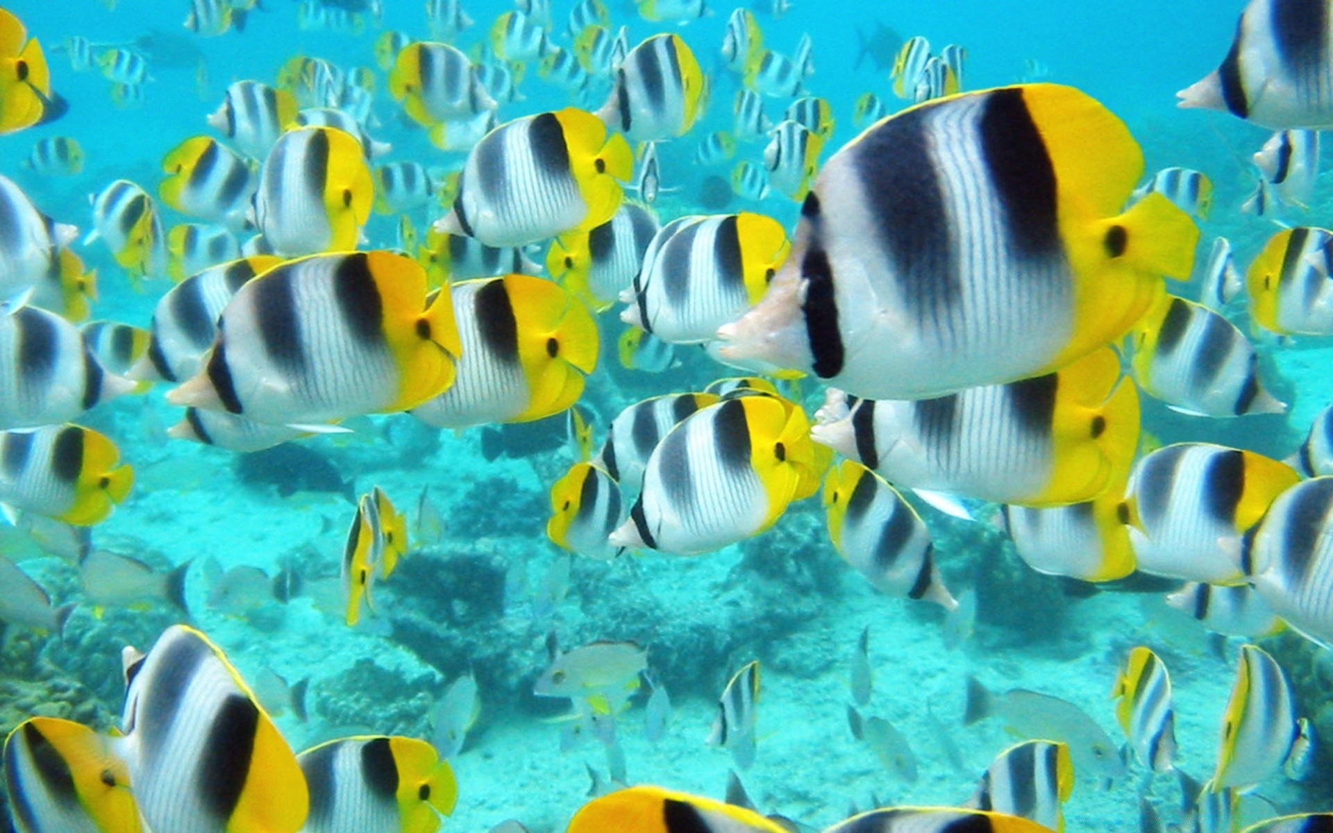 海洋动物 鱼 水下 珊瑚 水 热带 礁 海洋 游泳 海 学校 水族馆 自然 海洋 动物 桌面 绿松石 颜色 深