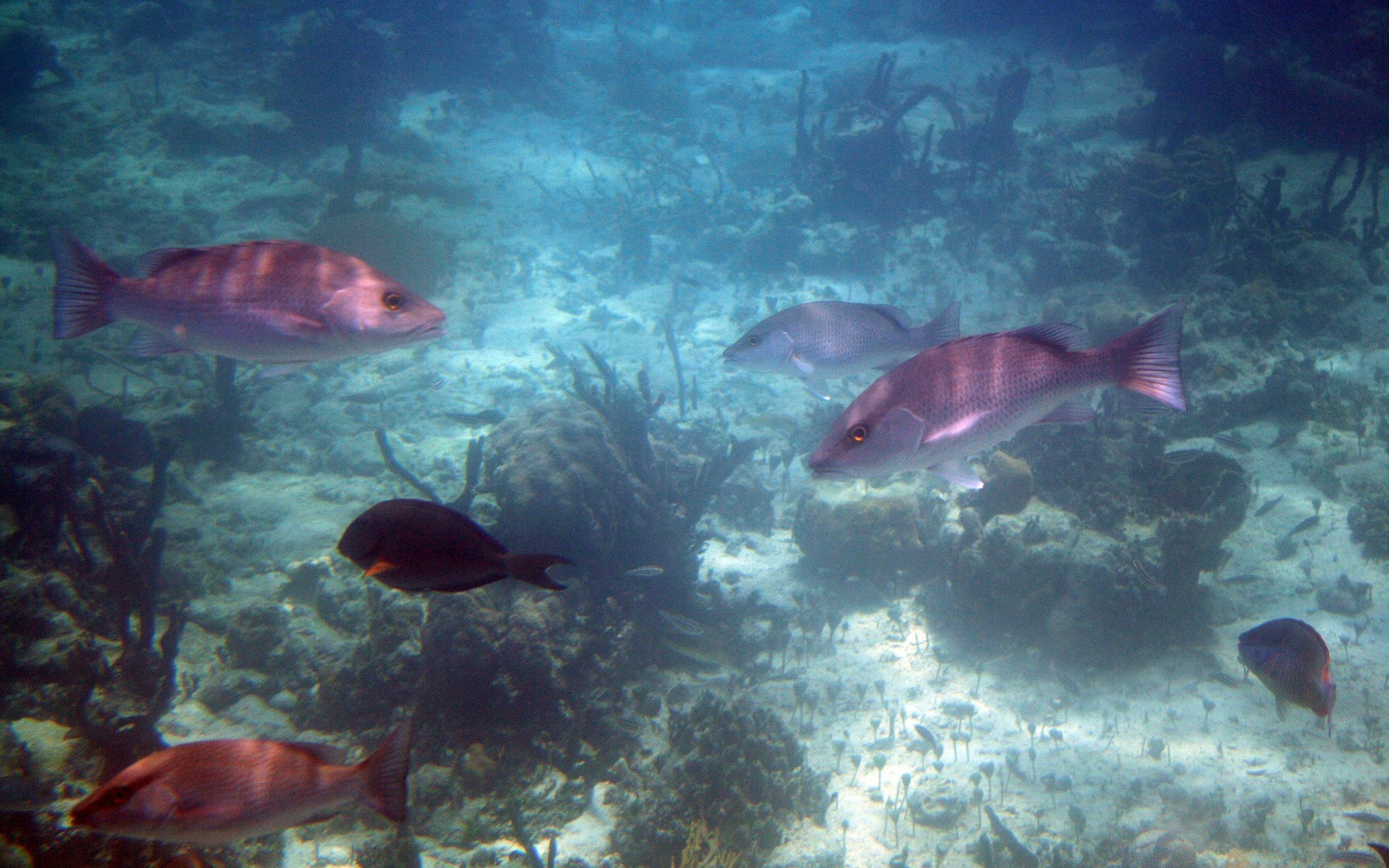 animales marinos bajo el agua peces coral océano arrecife mar agua vida silvestre natación tropical naturaleza