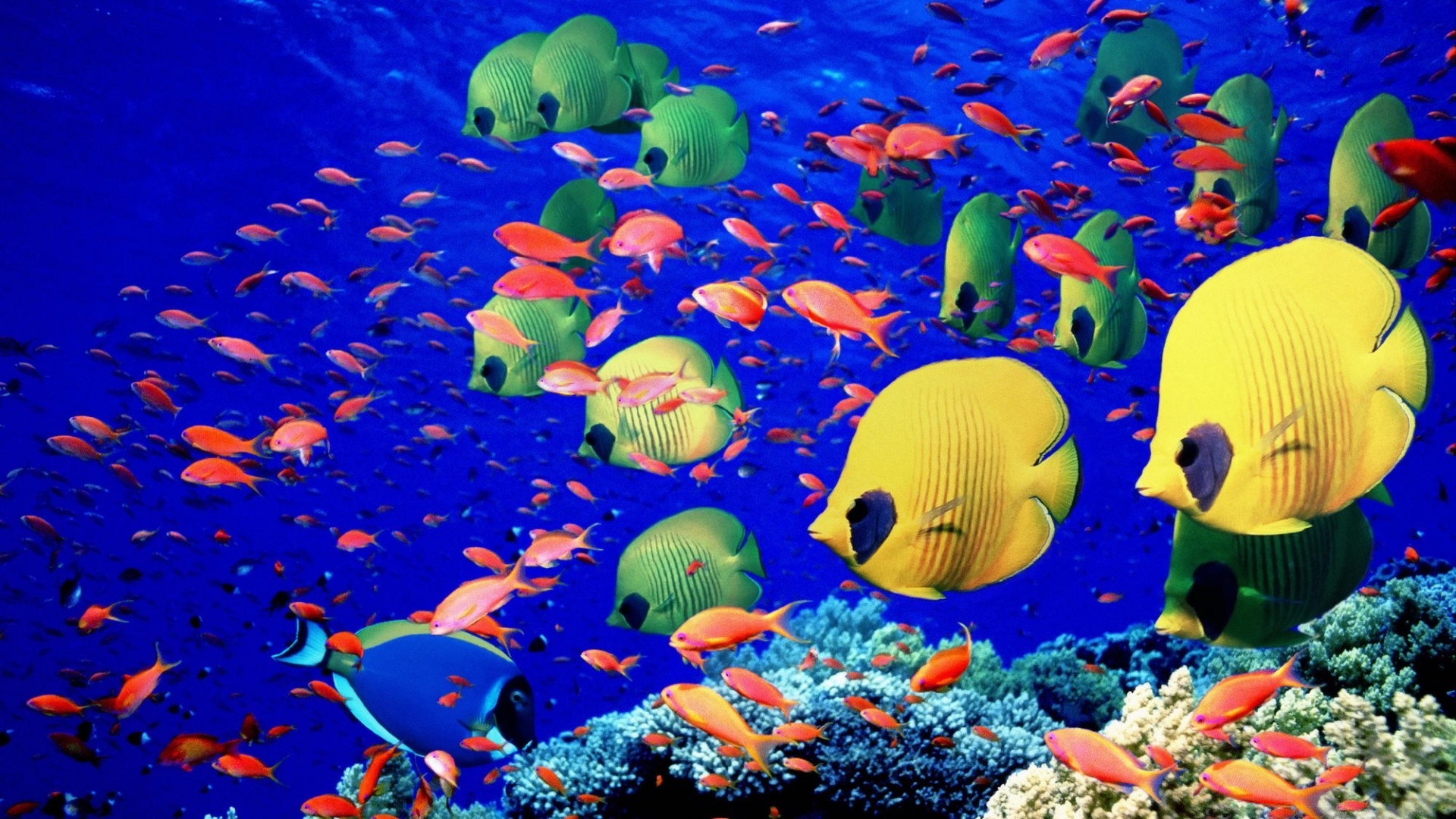 animales marinos bajo el agua acuario peces natación agua coral océano arrecife buceo mar marino tropical acuático medusas profundo peces de colores buceo