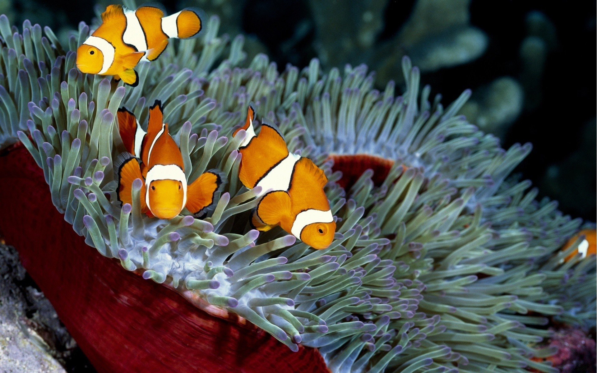 animais marinhos debaixo d água peixes coral invertebrados anêmona recife natureza vida selvagem tropical oceano mar mergulho aquário água cor água fuzileiro naval animal