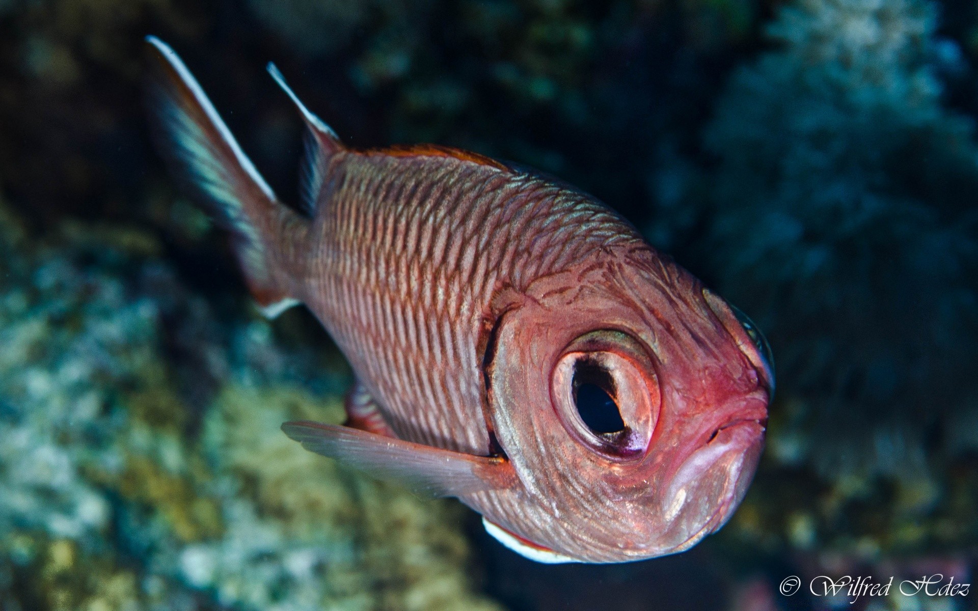 animales marinos peces bajo el agua océano mar coral arrecife tropical naturaleza vida silvestre natación animal exótico agua invertebrados mar agua salada