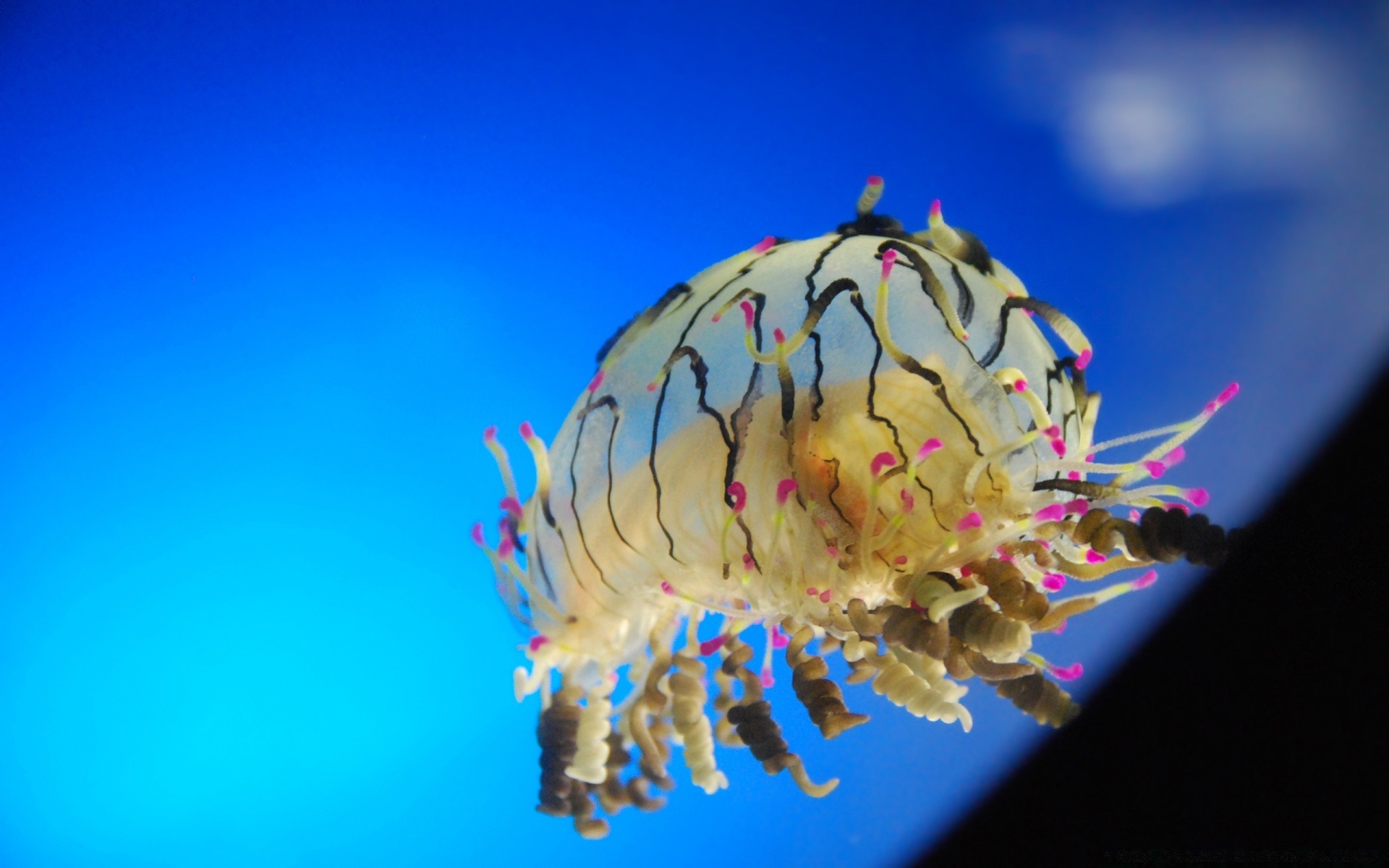 animaux marins nature en plein air eau couleur lumineux