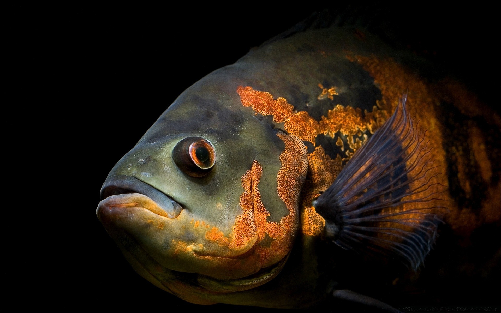 animais marinhos peixes debaixo d água aquário natação crucian oceano frutos do mar natureza sozinho mar barbatana peixe dourado invertebrados água água doce