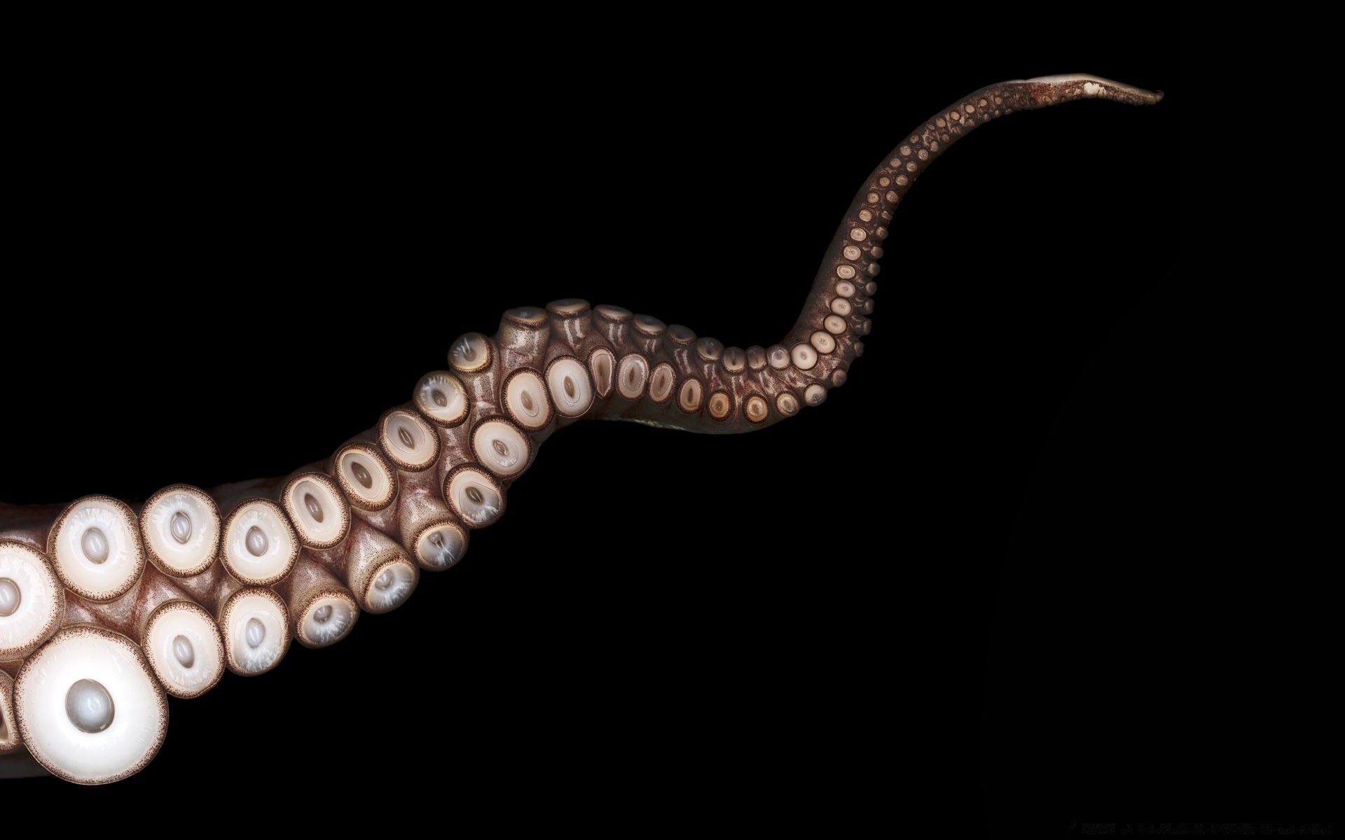 animais marinhos área de trabalho invertebrados cobra close - up um vida selvagem