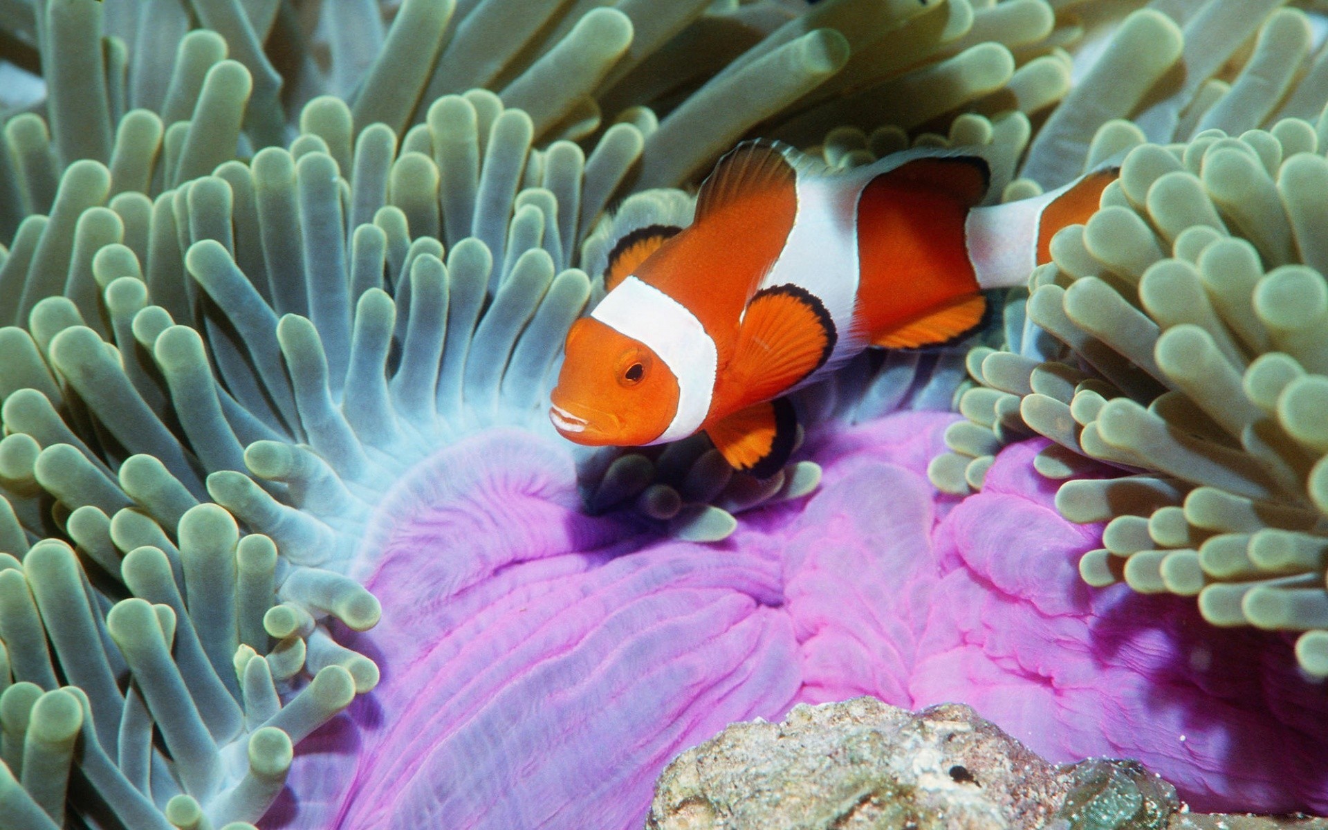 animais marinhos debaixo d água coral anêmona recife peixes invertebrados vida selvagem oceano mar área de trabalho fuzileiro naval aquário animal água água mergulho cor