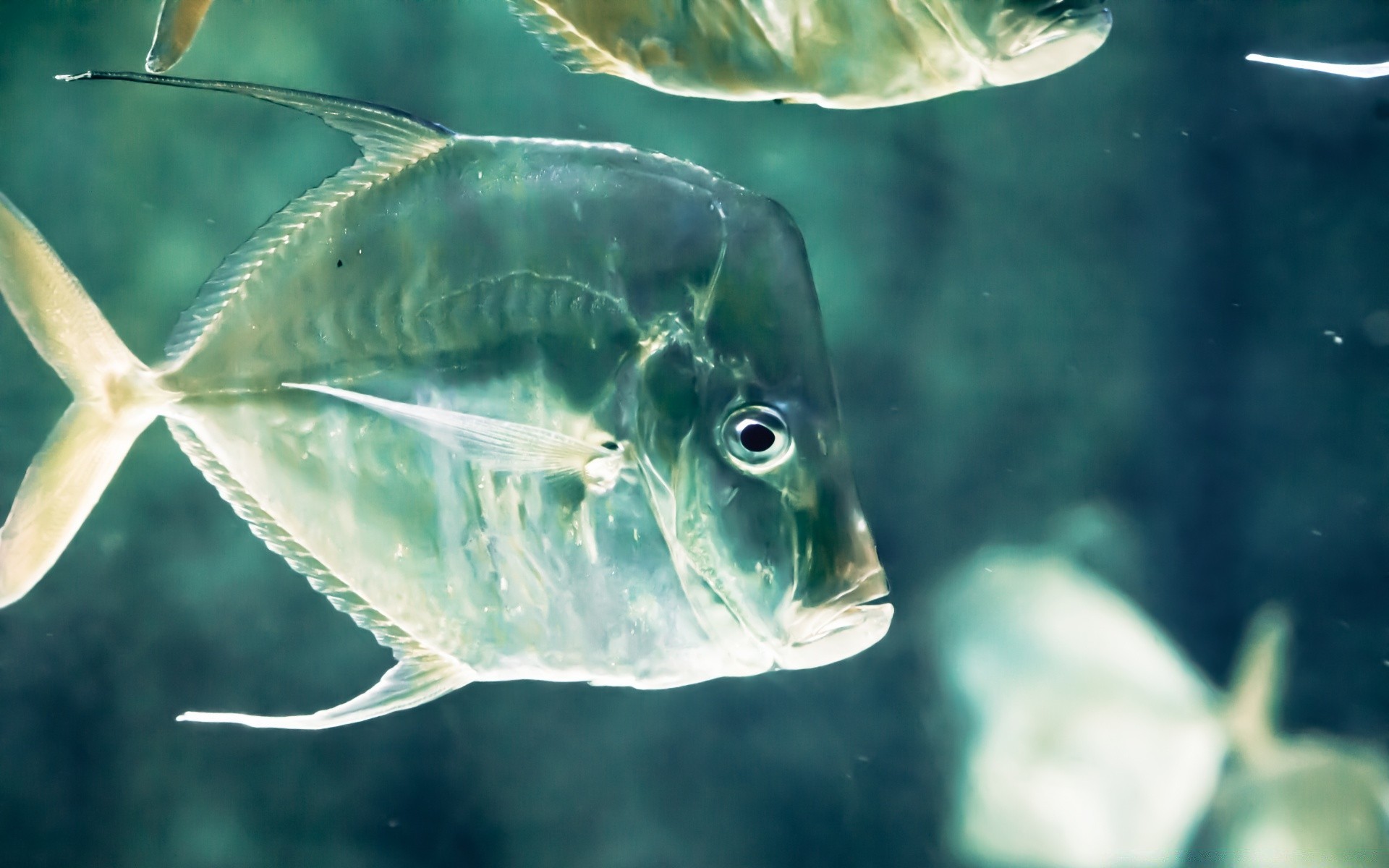 animaux marins poissons sous-marin océan mer eau tropical marine récif corail nature natation aquarium eau salée plongée profonde plongée sous-marine aquatique la faune sel