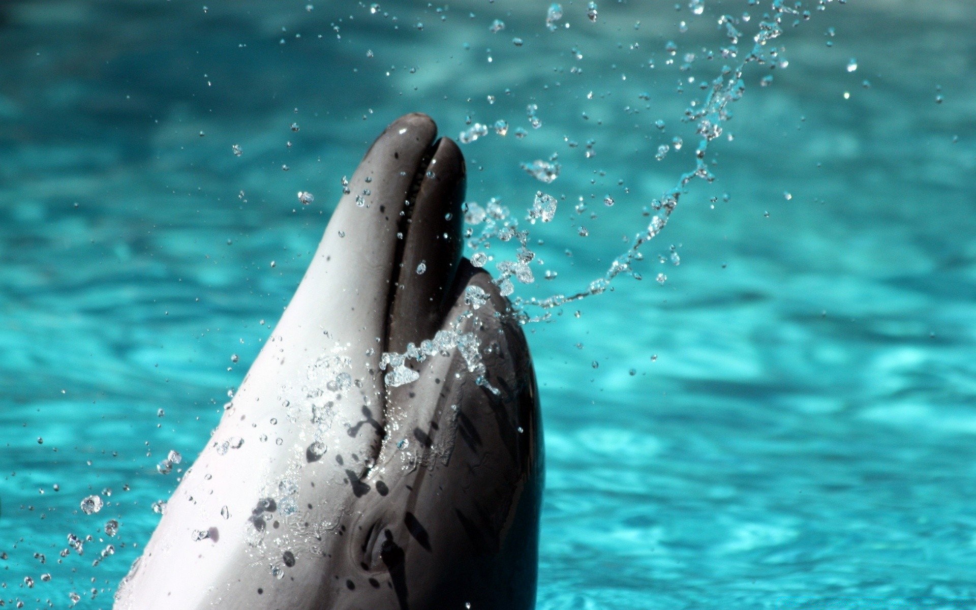 animaux marins natation eau humide sous-marin dauphin ventilateur mer splash nageur océan faune baleine nature