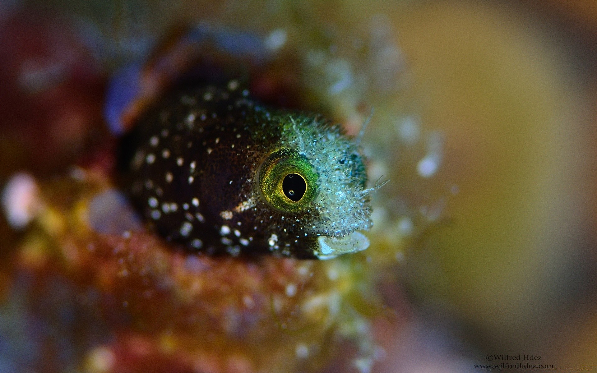 meerestiere natur unterwasser tierwelt tier fische im freien wirbellose farbe