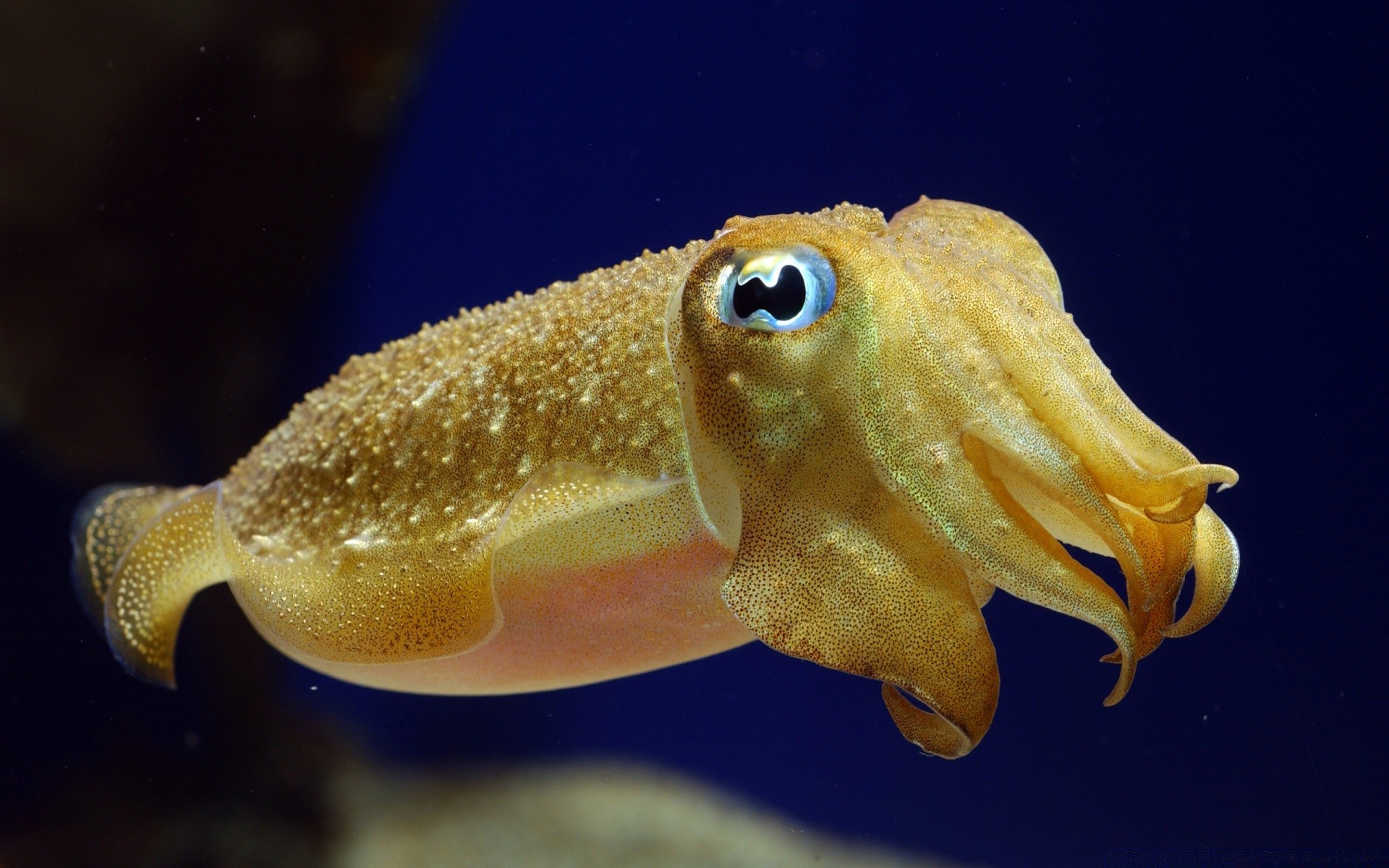 animais marinhos debaixo d água invertebrados peixes tropical água oceano vida selvagem mar coral natação mergulho moluscos aquário recife exóticos natureza sozinho fuzileiro naval animal