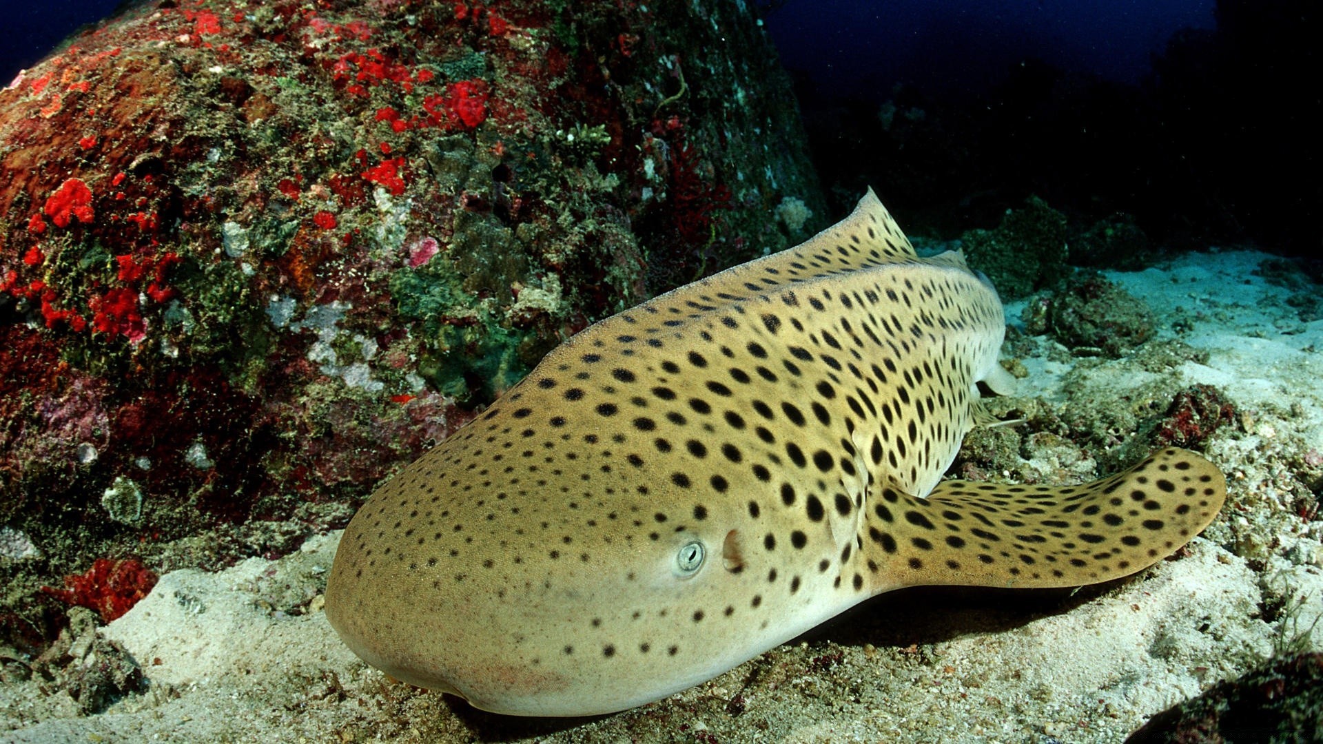 meerestiere unterwasser fische wirbellose ozean korallen riff meer wasser tierwelt reisen u-boot schwimmen tropisch