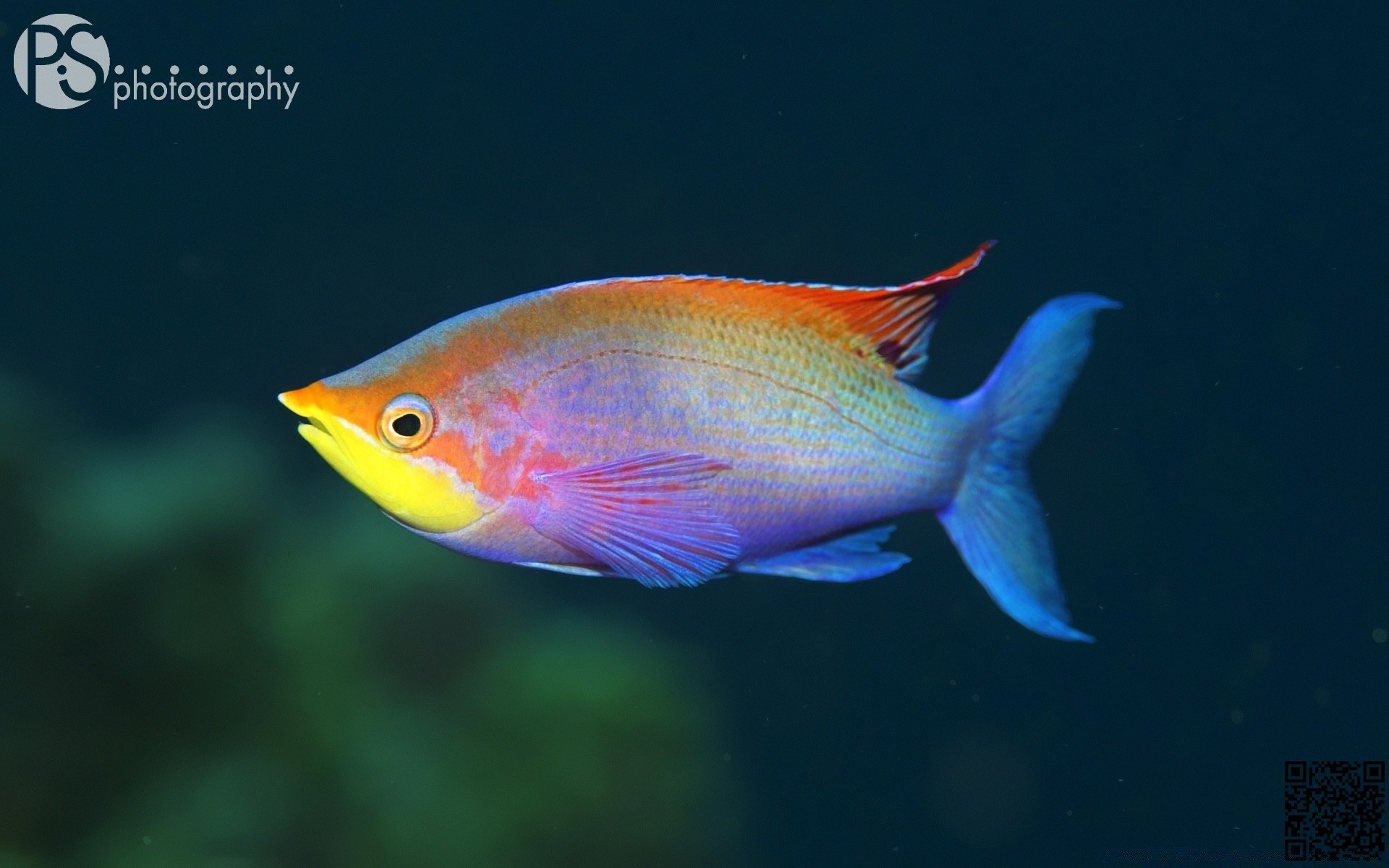 meerestiere fische unterwasser tierwelt natur schwimmen tropisch im freien wasser