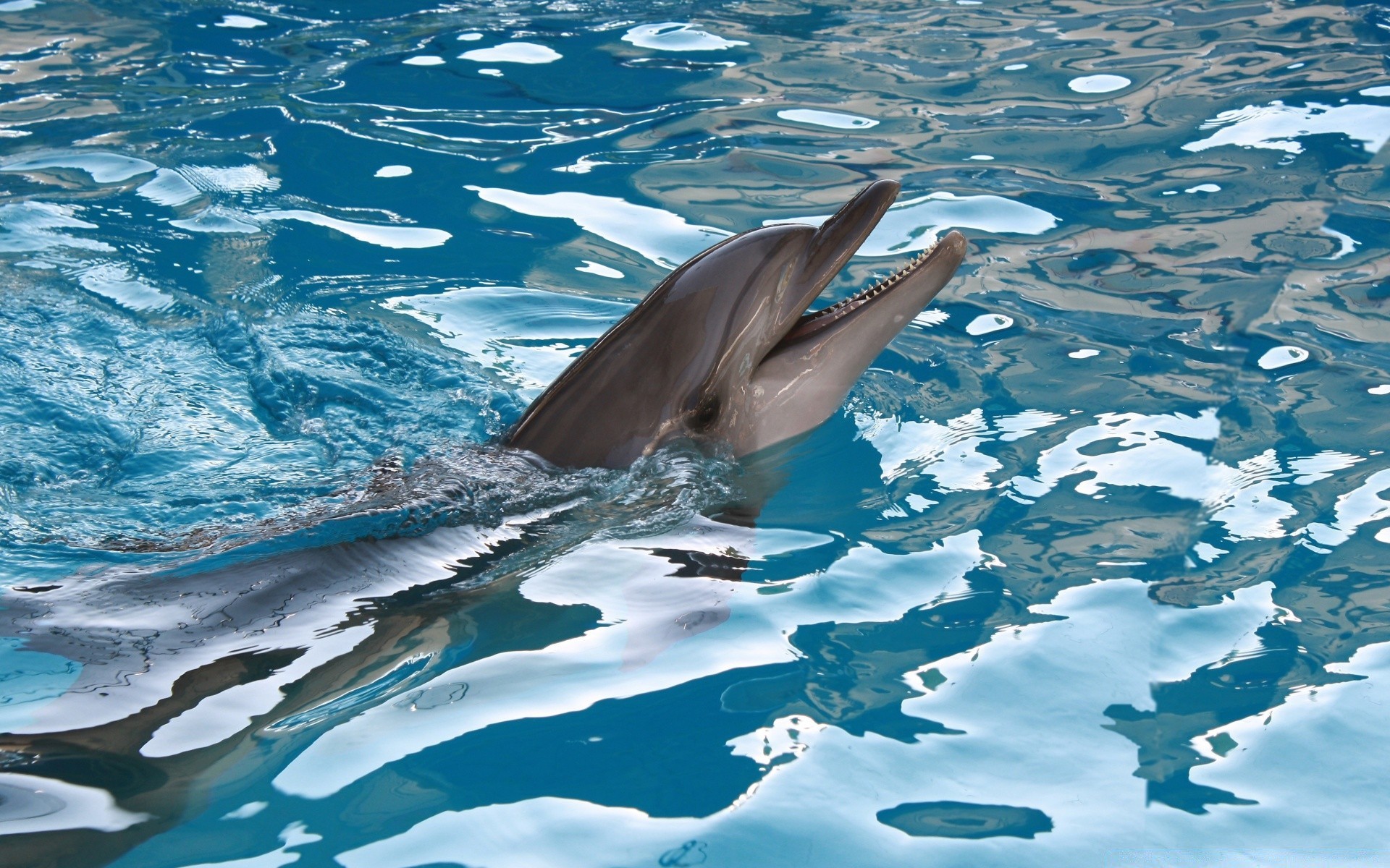 animaux marins natation eau sous-marin dauphin océan ventilateur mer plongée poissons faune baleine fin nature piscine