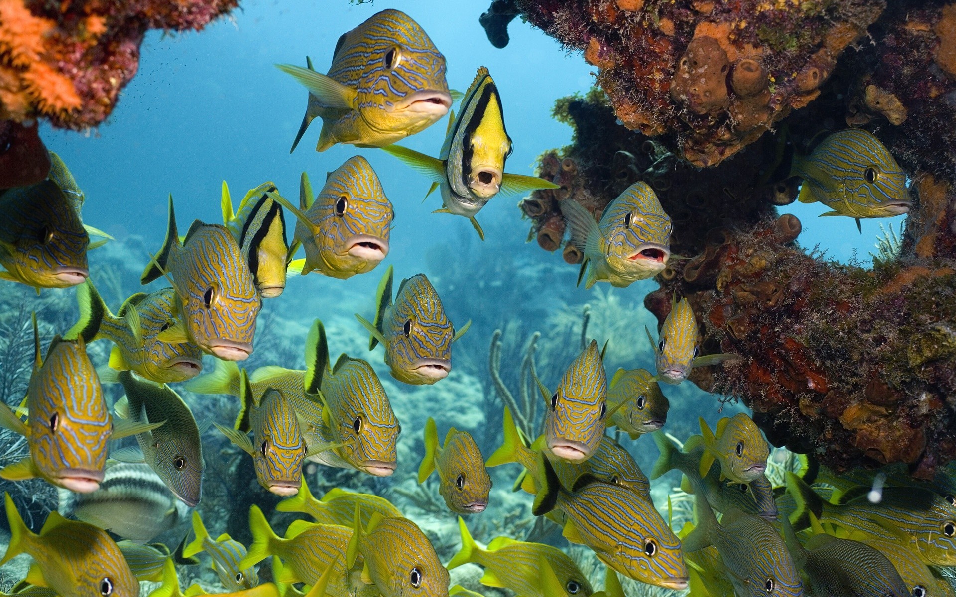 animais marinhos peixes debaixo d água coral aquário recife oceano fuzileiro naval mar natação água água tropical profundo mergulho animal peixe dourado água salgada cor mergulho natureza