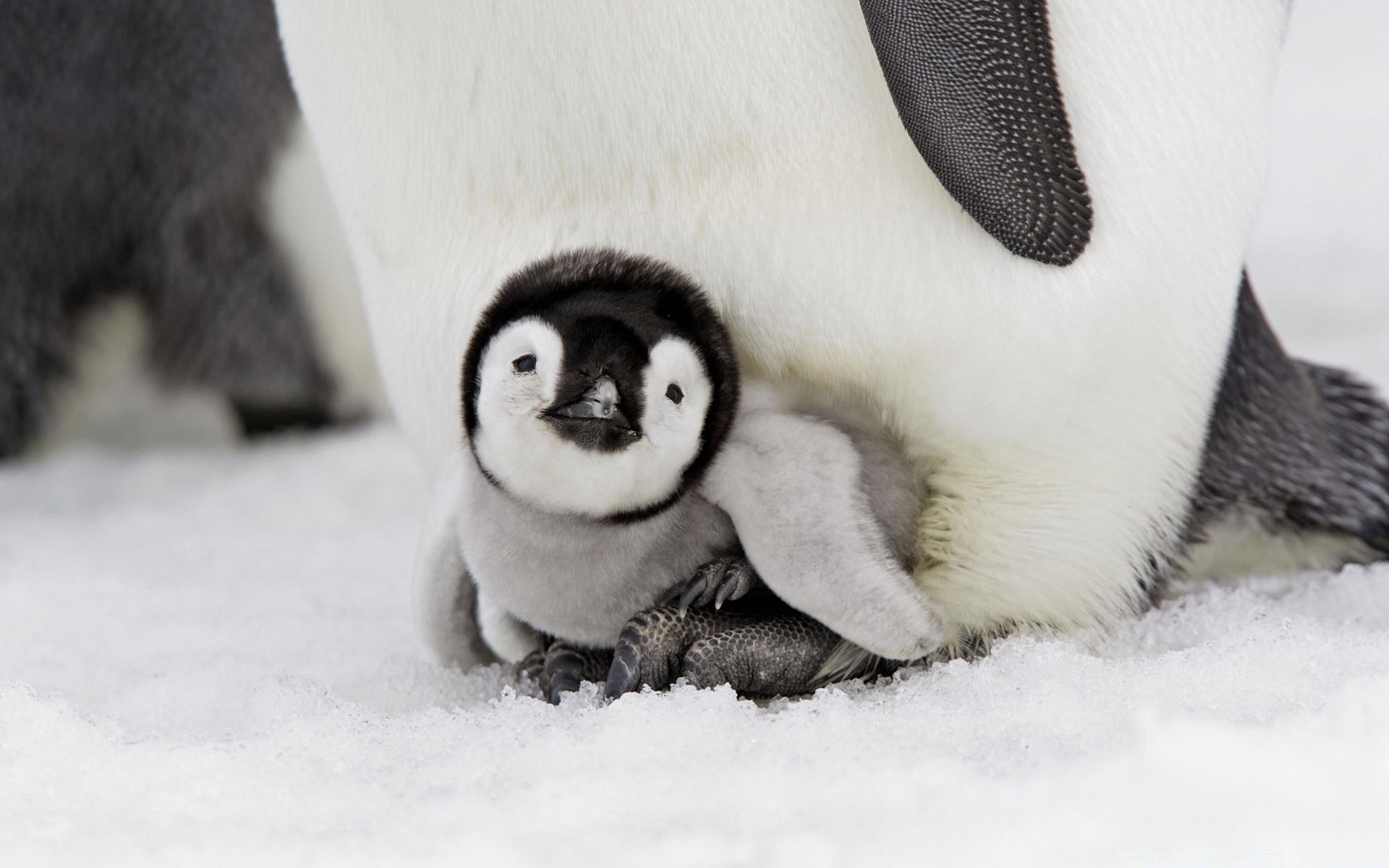 animais marinhos mamífero fofa animal neve frio gelado vida selvagem inverno sente-se