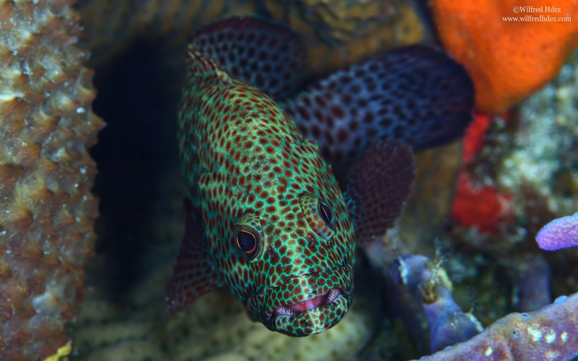 animaux marins sous-marin poissons corail récif océan tropical mer plongée faune exotique invertébrés profonde sous-marin natation plongée sous-marine aquatique nature aquarium marine