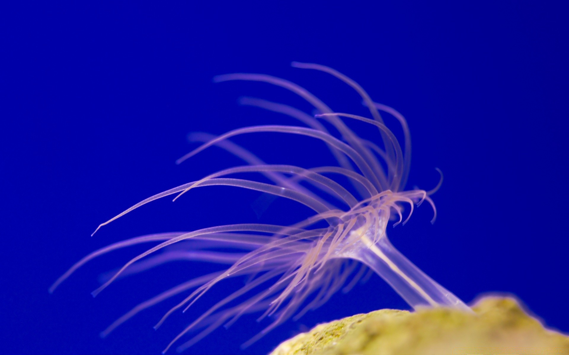 animais marinhos debaixo d água invertebrados peixes água-viva mar área de trabalho oceano natureza água biologia cor