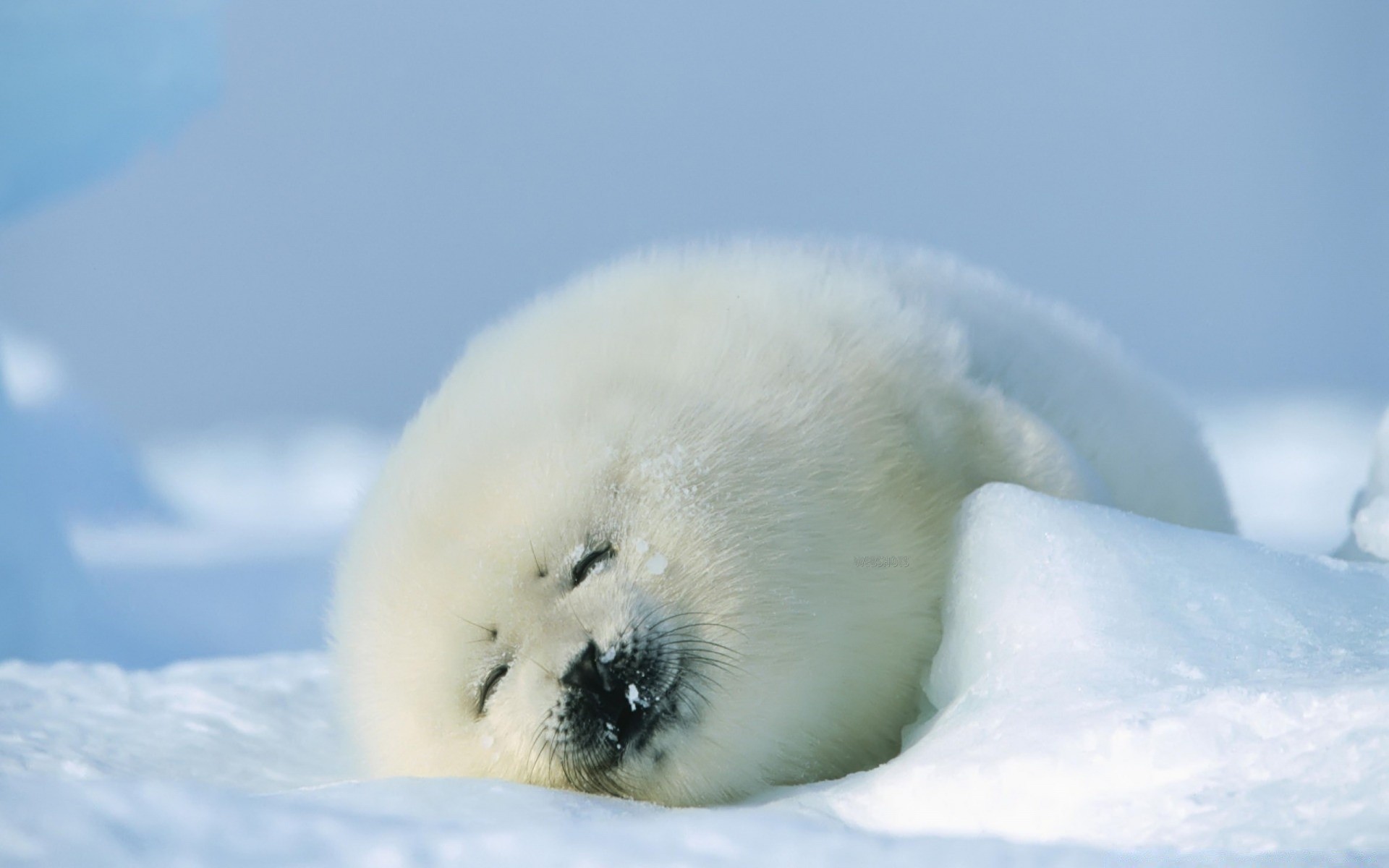 animales marinos nieve invierno helada frío hielo al aire libre naturaleza luz del día pájaro cielo viajes agua vida silvestre