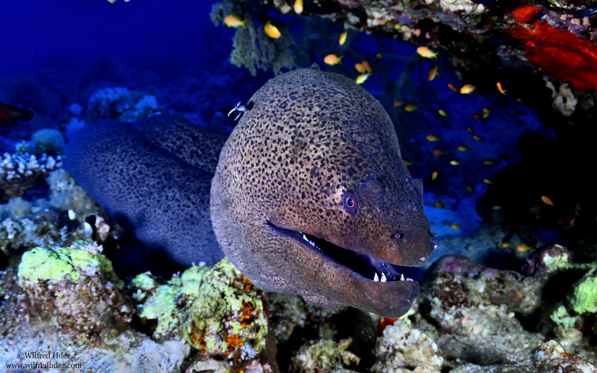 amphibians underwater fish reef sea coral submarine ocean invertebrate wildlife water marine aquatic scuba diving swimming seascape animal saltwater eel