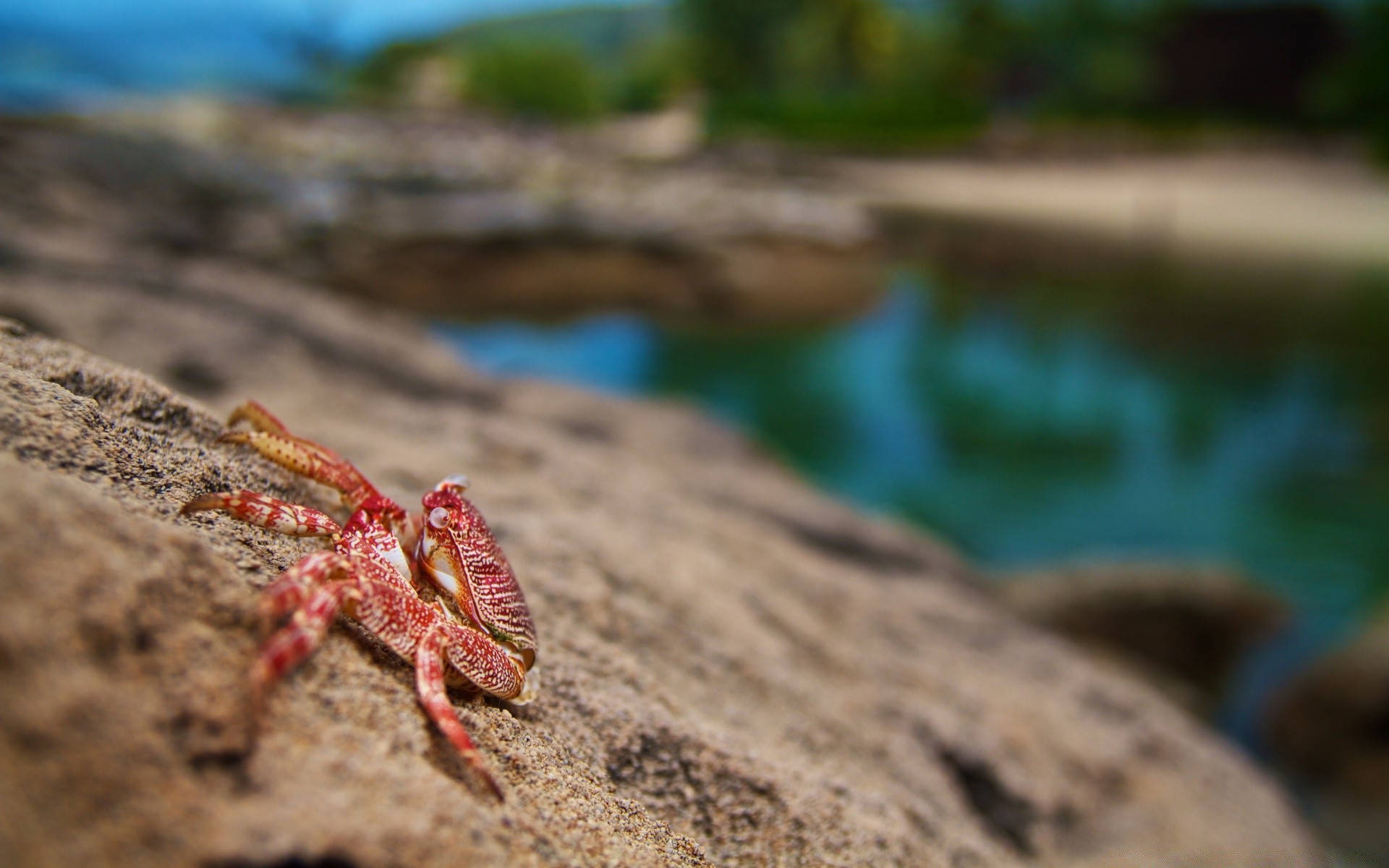 animales marinos naturaleza al aire libre invertebrados madera vida silvestre