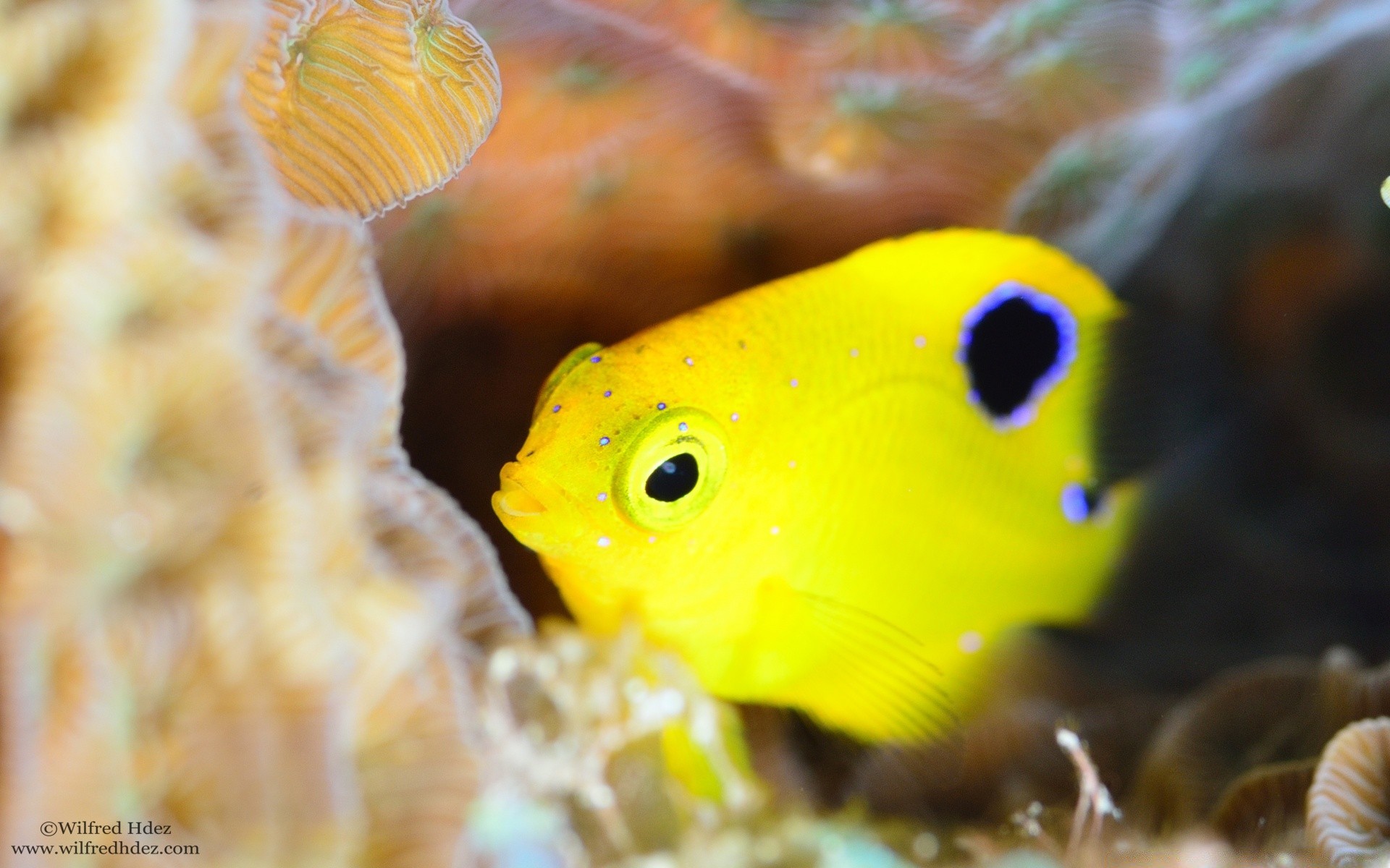 zwierzęta morskie podwodne ryby natura woda tropikalne koralowe dzikie akwarium na zewnątrz morze pływanie egzotyczne zwierzę rafa oceaniczna