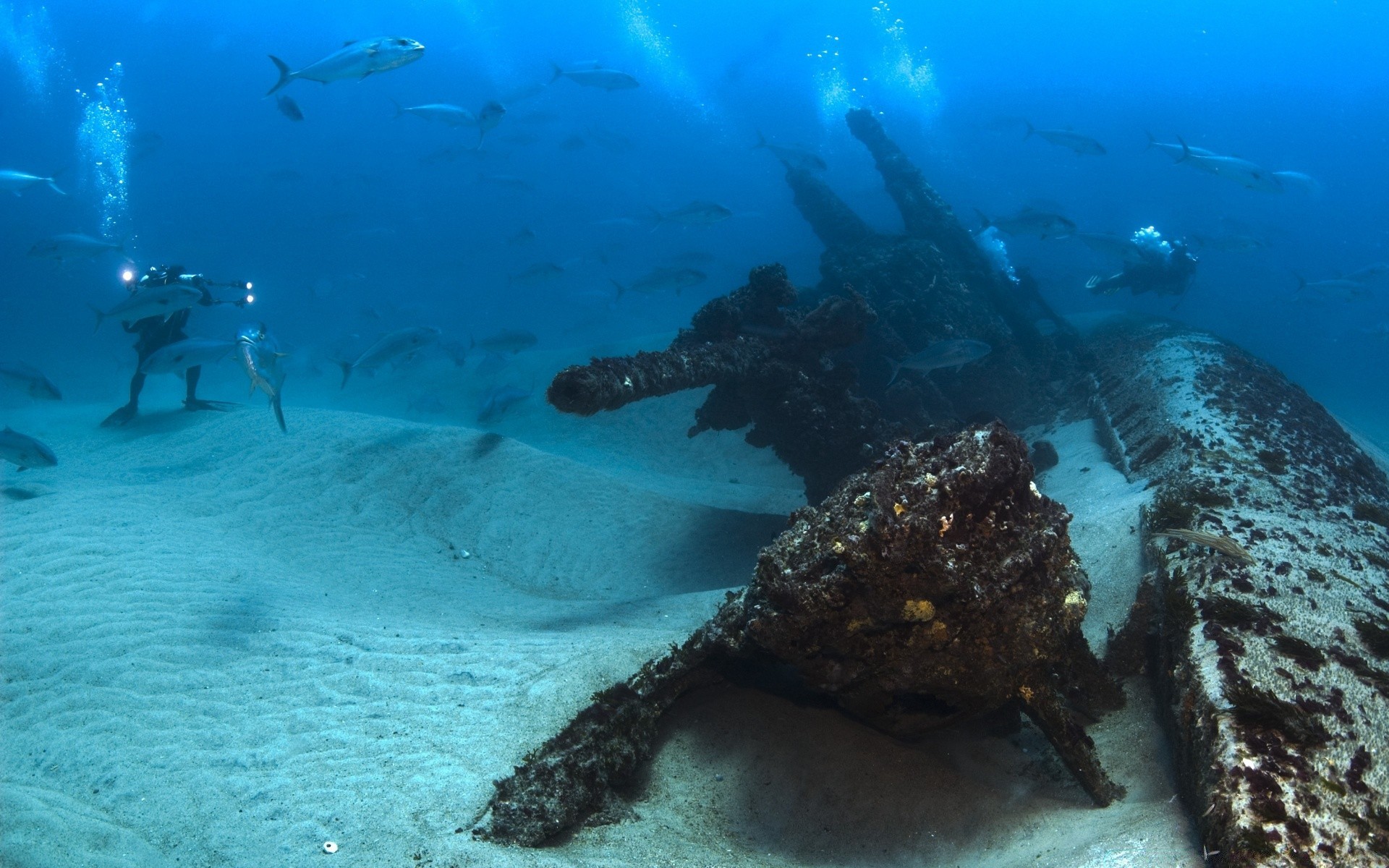 animali marini subacquea sport acquatici oceano acqua pesce mare naufragio invertebrati barriera corallina sottomarino nuoto viaggi disastro corallo esplorazione relitto ambiente scuba