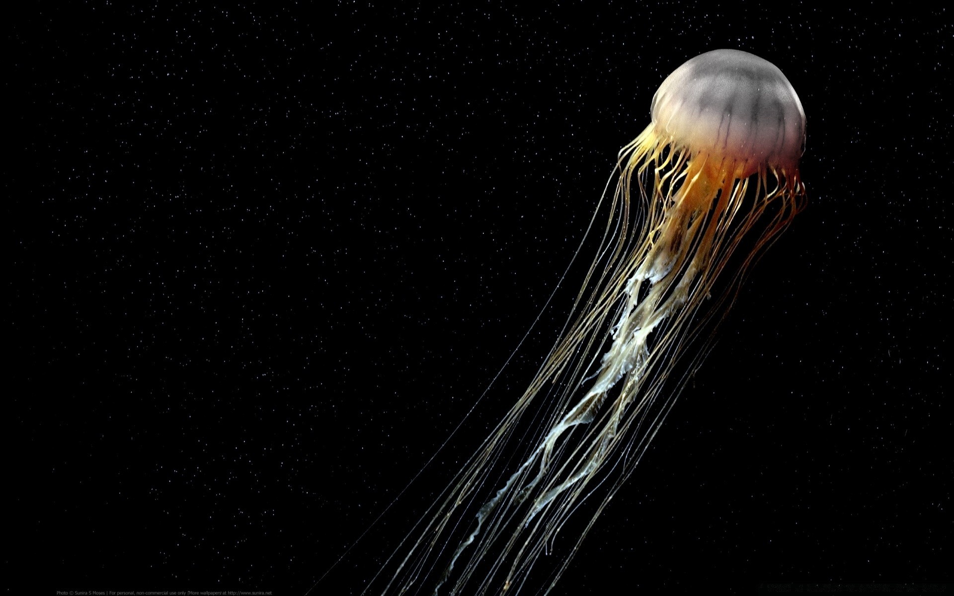 amphibians science invertebrate desktop exploration moon biology jellyfish