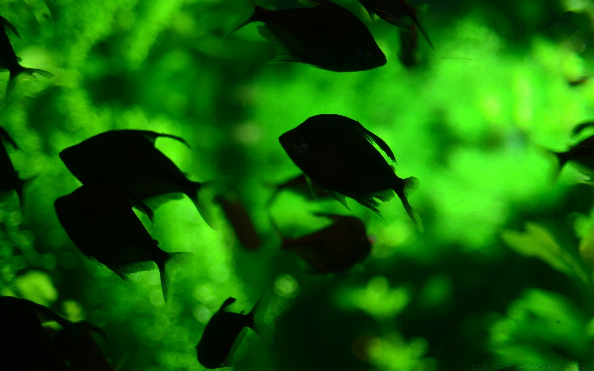 animali marini natura subacquea acqua pesce foglia acquario illuminato fauna selvatica desktop